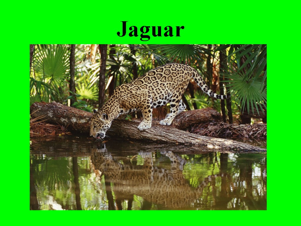 Jaguar